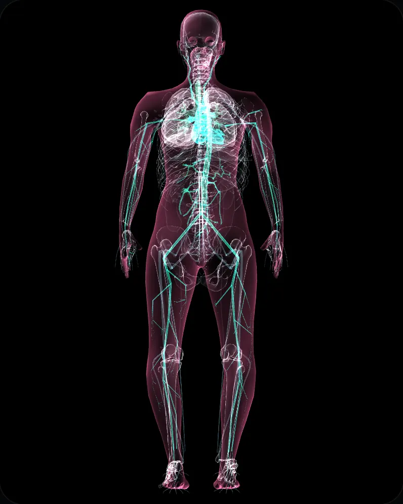 A female body drawn as a glowing x-ray, front view: skeleton, organs and vessels inside a faint outline.